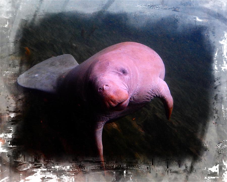 Whats Up Manatee Digital Art by Sheri McLeroy