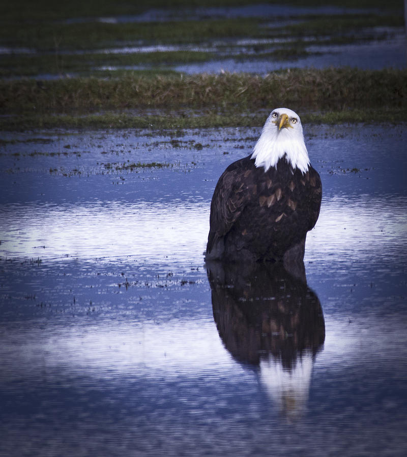 Bald Eagle Photograph - Whats Up  by Rob Mclean