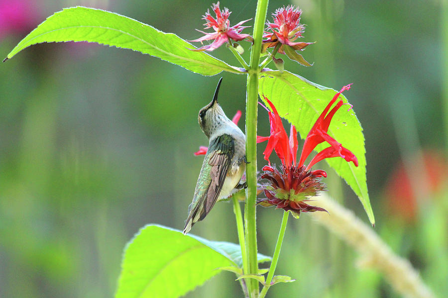 Whats Up There Little Humming Bird Photograph by David Stasiak