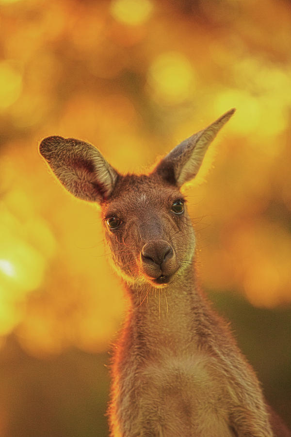 Whats Up, Yanchep National Park Photograph by Dave Catley