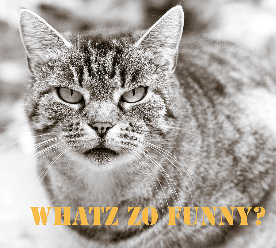 Whatz Zo Funny Photograph by Frank Tschakert