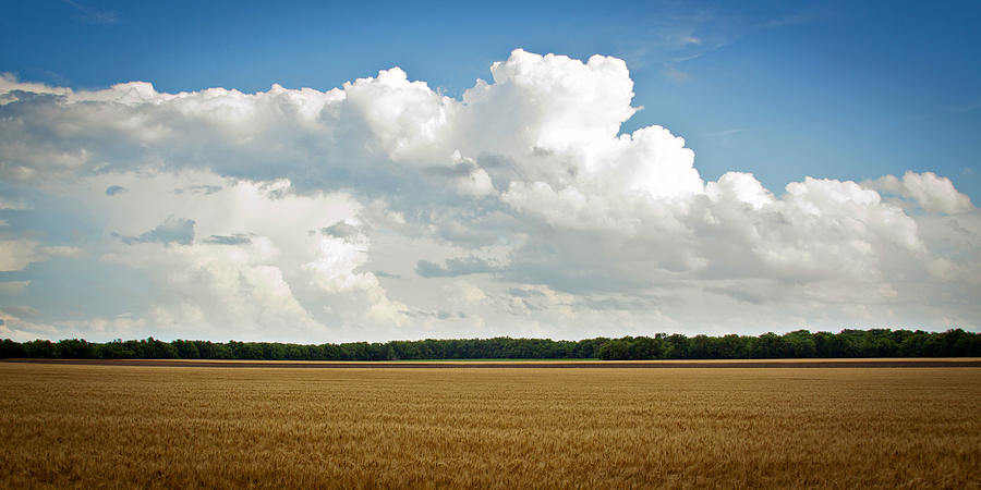 Wheat 1 Photograph by Laura Wiksten - Fine Art America