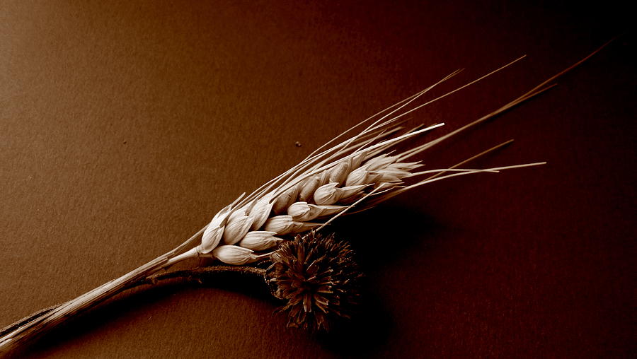 Wheat and Thistle Photograph by Fred Wilson