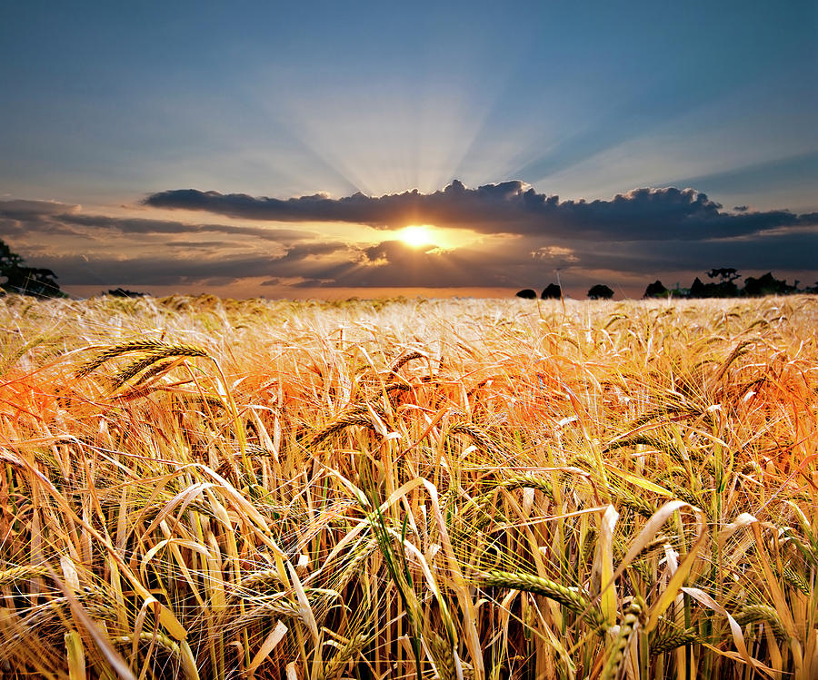 Wheat Photograph - Wheat At Sunset by Meirion Matthias