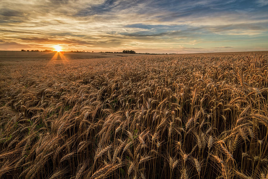 Wheat At Sunset Photograph