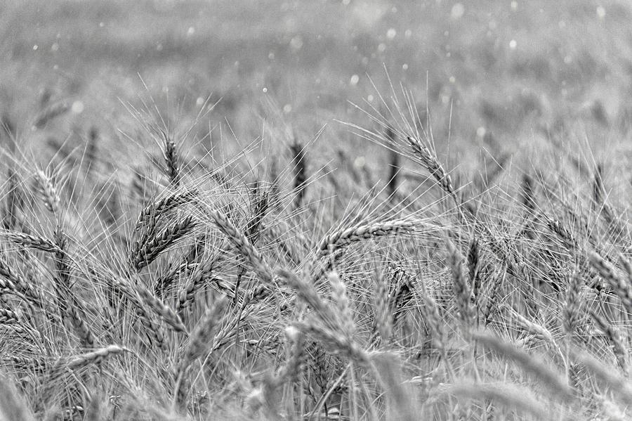 Wheat black and white Photograph by Jean Francois Gil