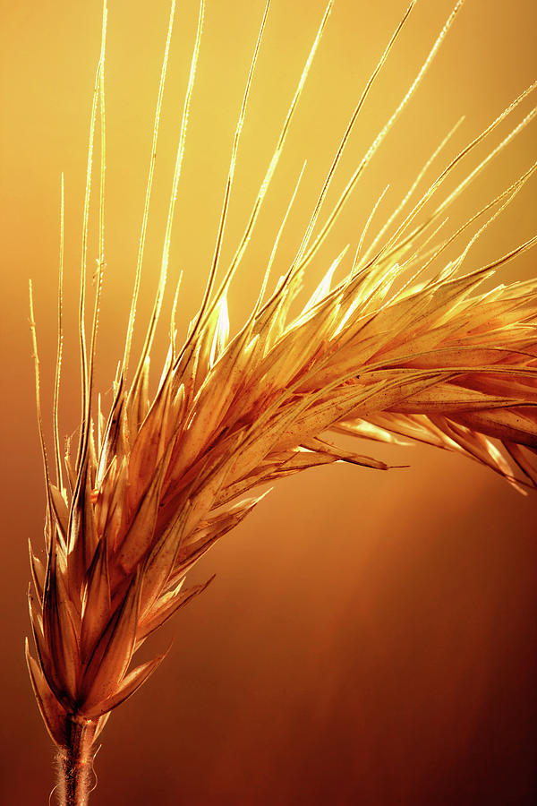 Sunset Photograph - Wheat Close-up by Johan Swanepoel