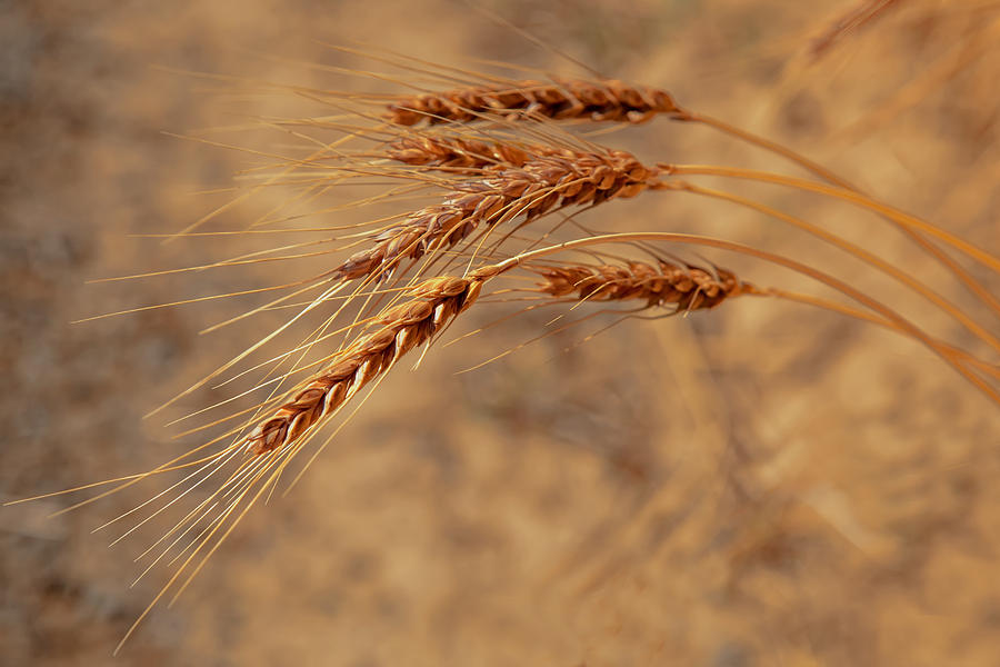 Cereal Photograph - Wheat Closeup by Mary Jo Allen