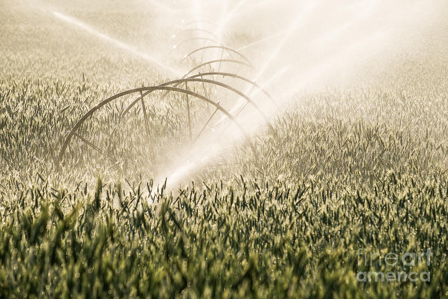 Wheat Crop Being Irrigated in Central Oregon Photograph by Bryan Mullennix