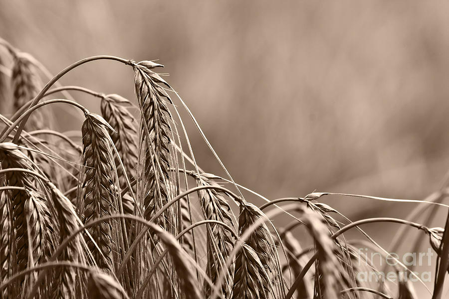 Wheat Ears Photograph