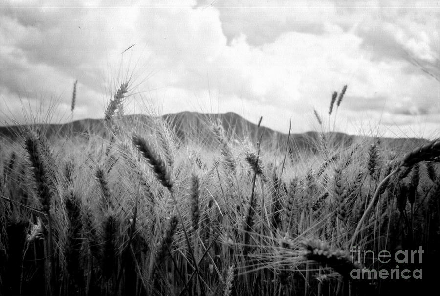 Wheat Farm Photograph by FineArtRoyal Joshua Mimbs