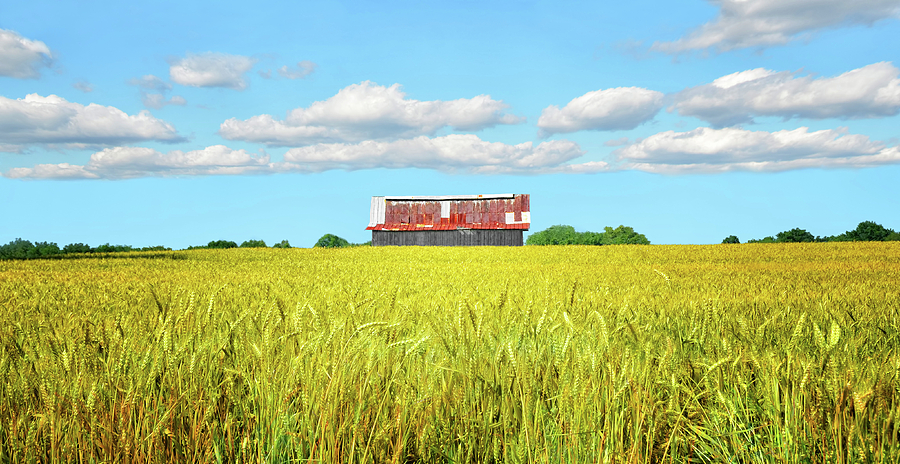 Wheat Farm Photograph by Steven Michael