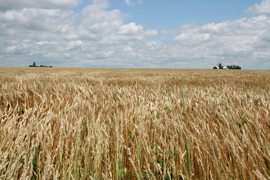 Wheat Farms Photograph by Dylan Punke