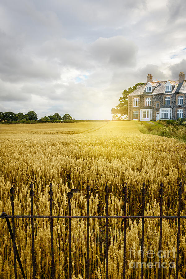 Summer Photograph - Wheat Field by Amanda Elwell