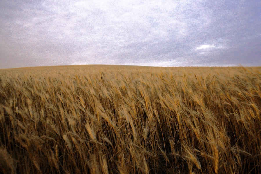 Wheat field and sky Photograph by Jeff Swan
