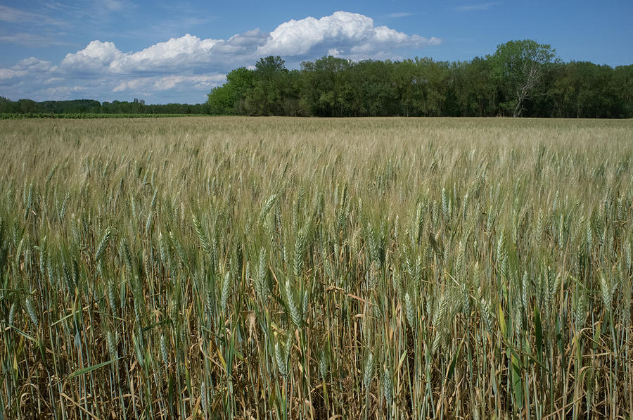 Wheat Field Photograph by Frank DiMarco