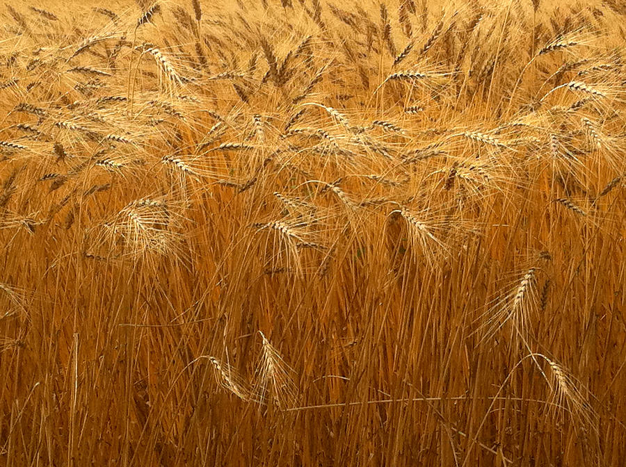 Nebraska Golden Wheat Field Photograph by Ginger Wakem
