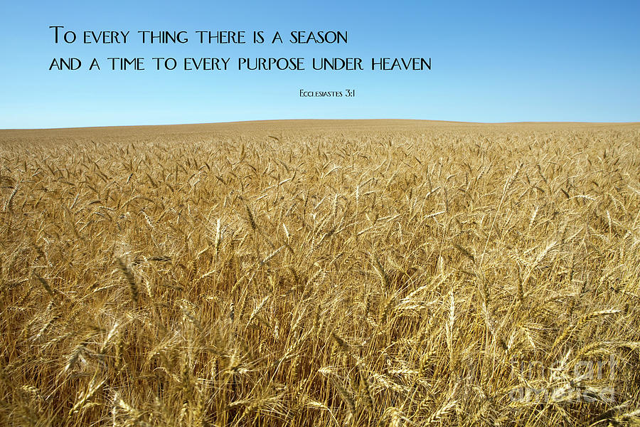 Wheat Field Harvest Season by Steven Frame Wheat Field Harvest Season by Steven Frame