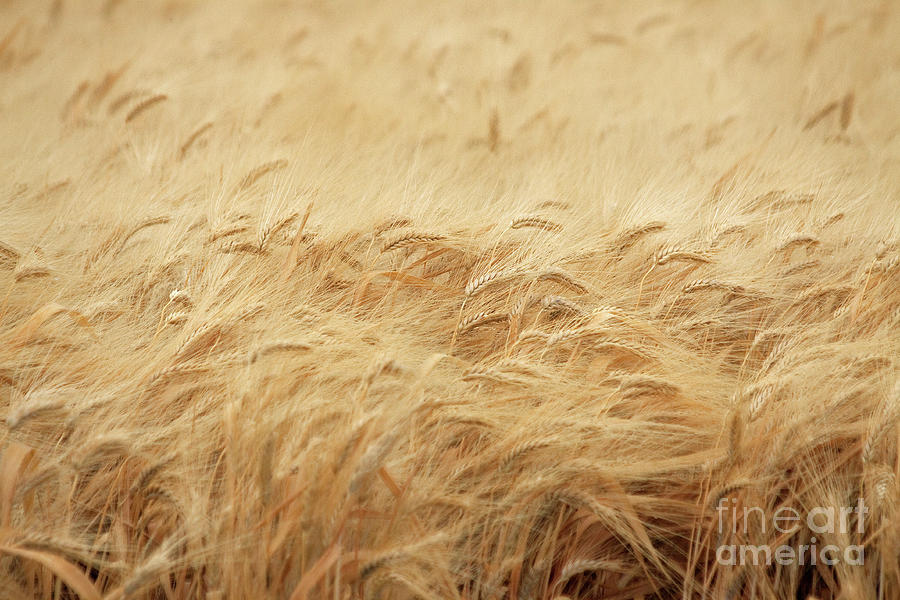 Wheat Field Photograph
