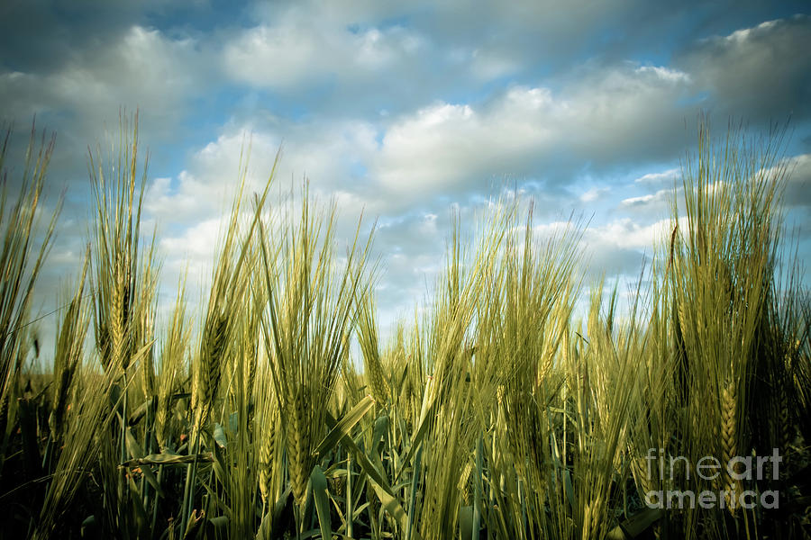 Wheat Field Photograph by Nir Ben-Yosef