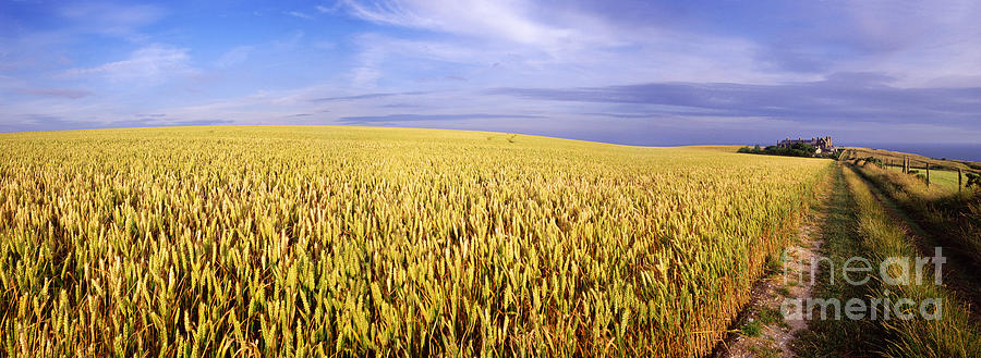 Wheat field panorama Photograph by Warren Photographic