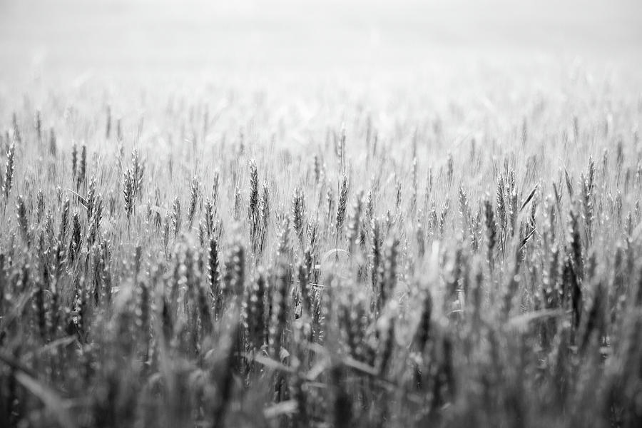 Wheat Field Photograph by Peter Scott
