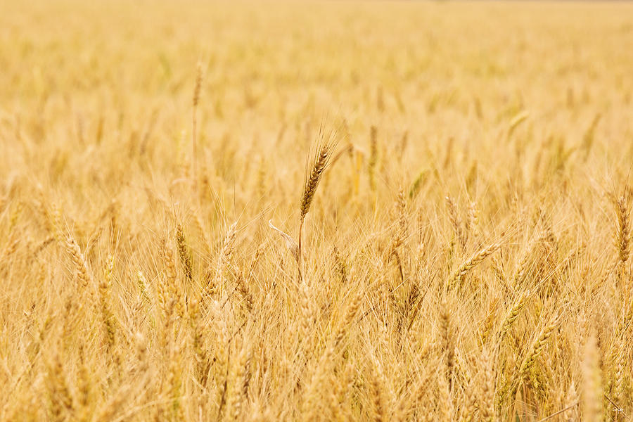 Cereal Photograph - Wheat Field by Scott Pellegrin