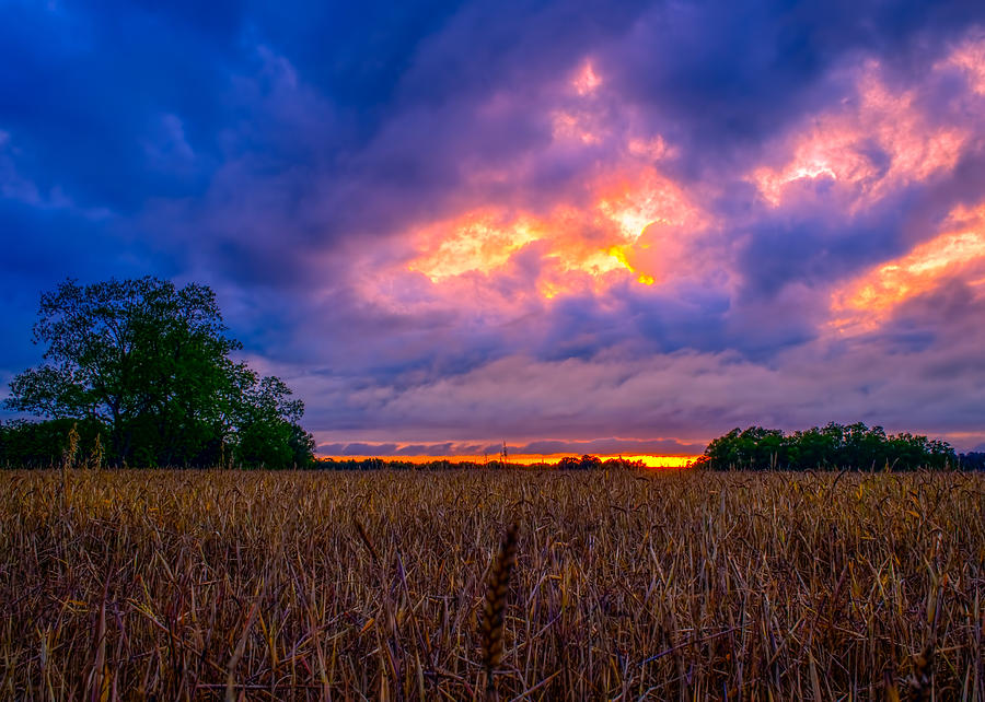 Wheat Field Sunset Photograph by Brad Boland