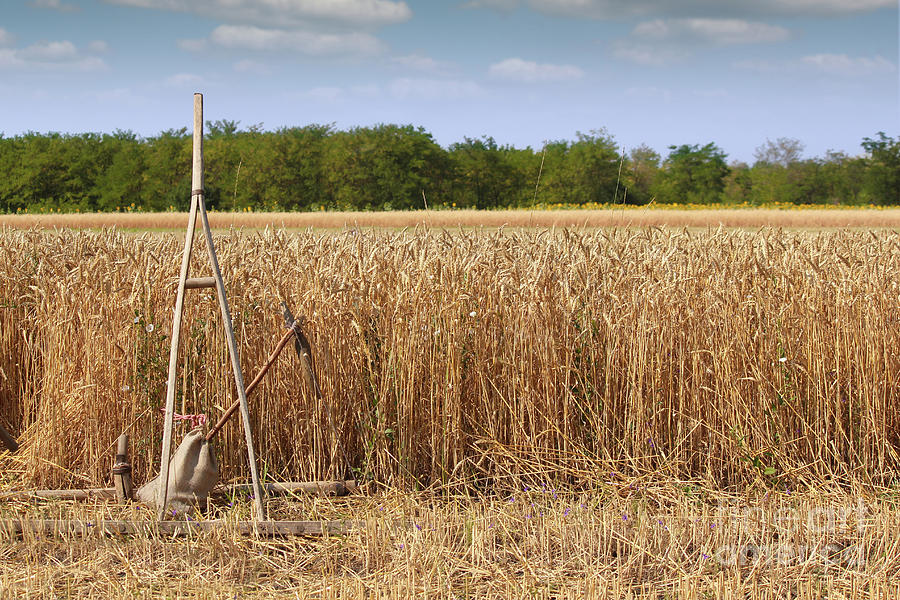 Wheat Field With Old Wooden Rake Photograph by Goce Risteski - Pixels