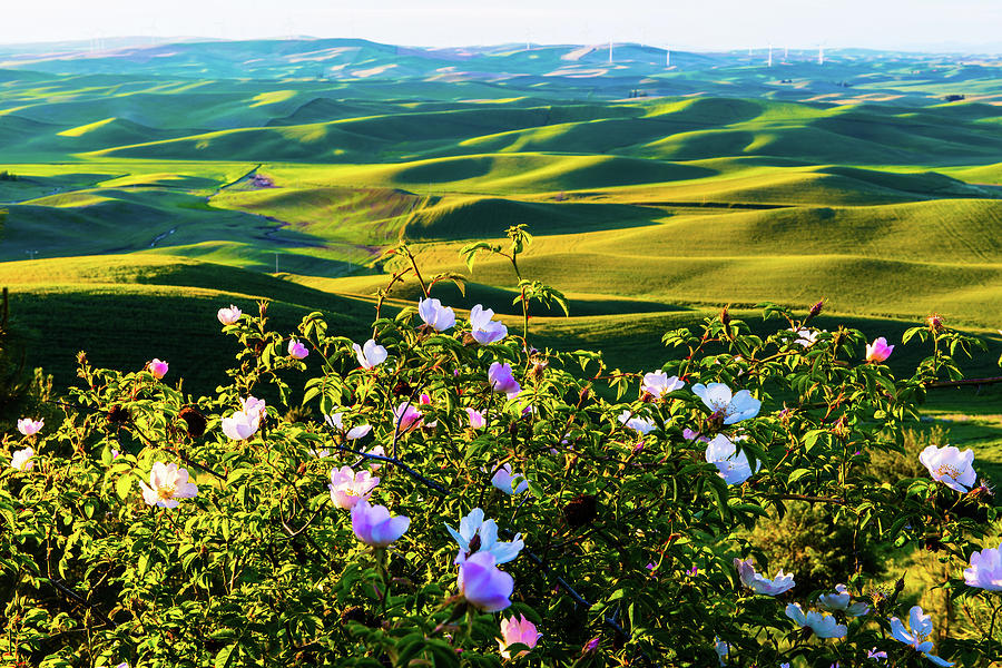 Wheat field with wild rose Photograph by Hisao Mogi