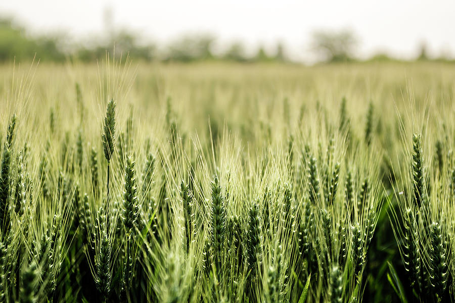 Wheat Field Photograph by Wolfgang Stocker