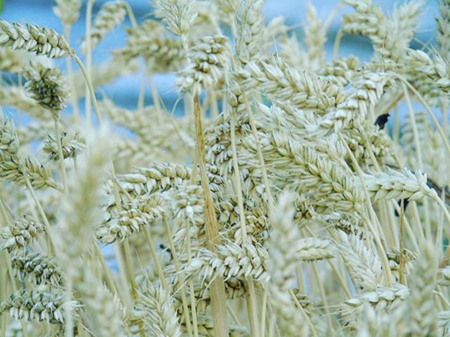 Summer Photograph - Wheat Field by Yohana Negusse