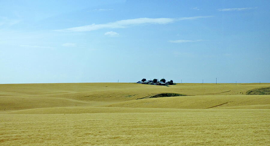 Wheat Fields in Eastern Washington State Photograph by Lyuba Filatova