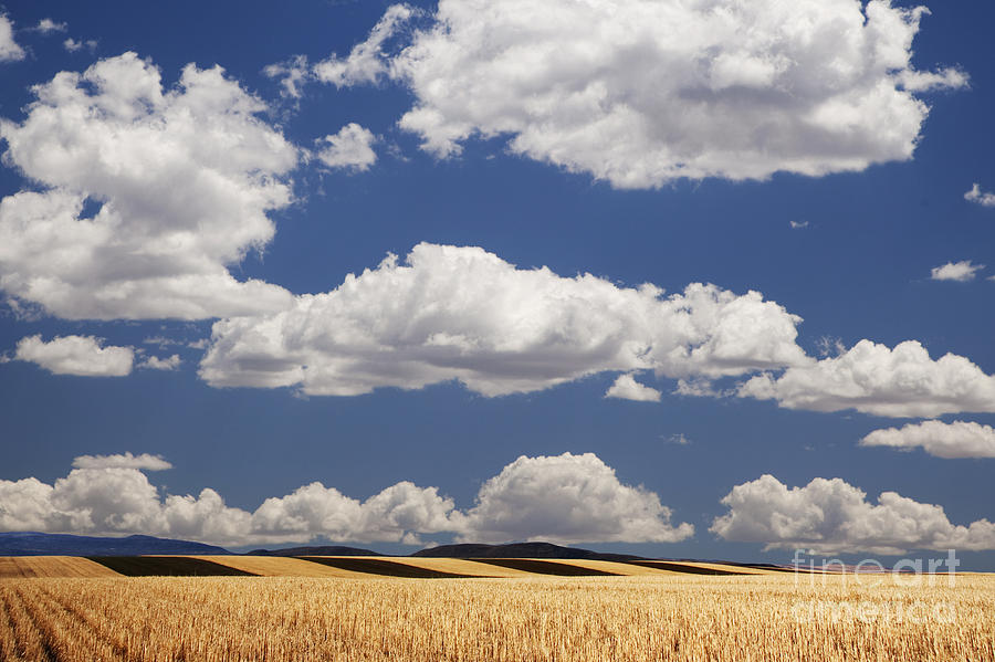 Wheat Fields In Western Colorado Photograph by Dennis Flaherty