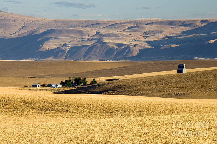 Wheat Fields Photograph by Inga Spence