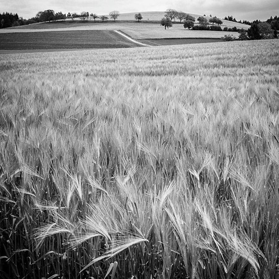 Wheat Fields, Switzerland Photograph by Aleck Cartwright