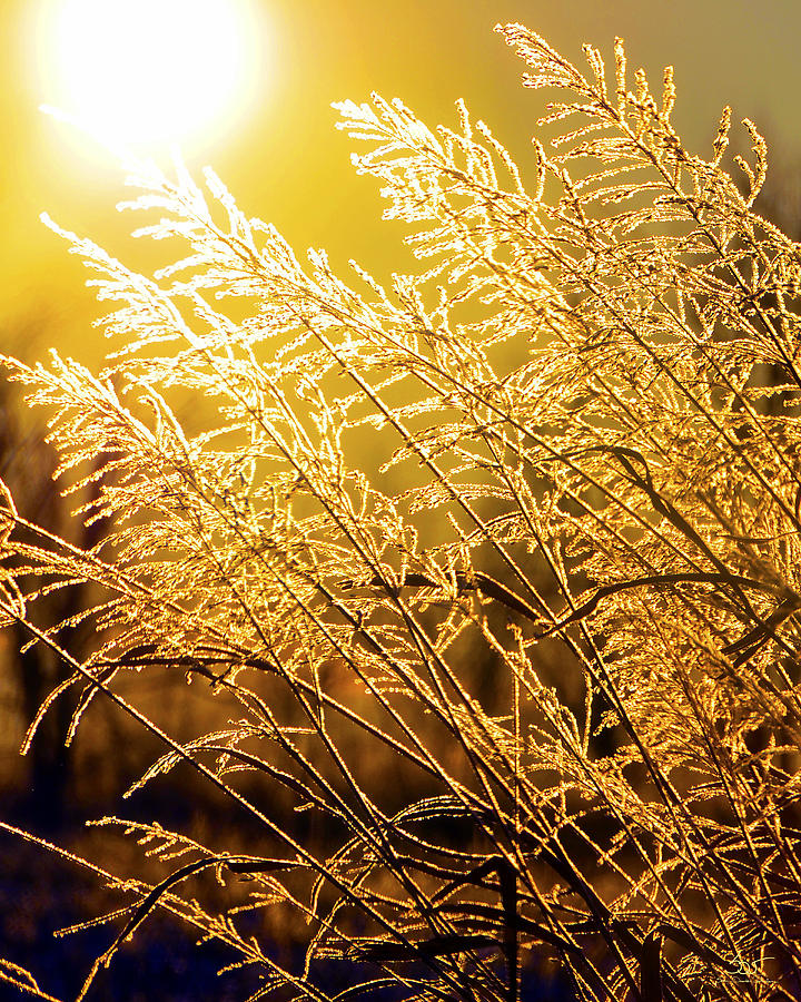 Wheat Freeze Photograph by Sam Davis Johnson