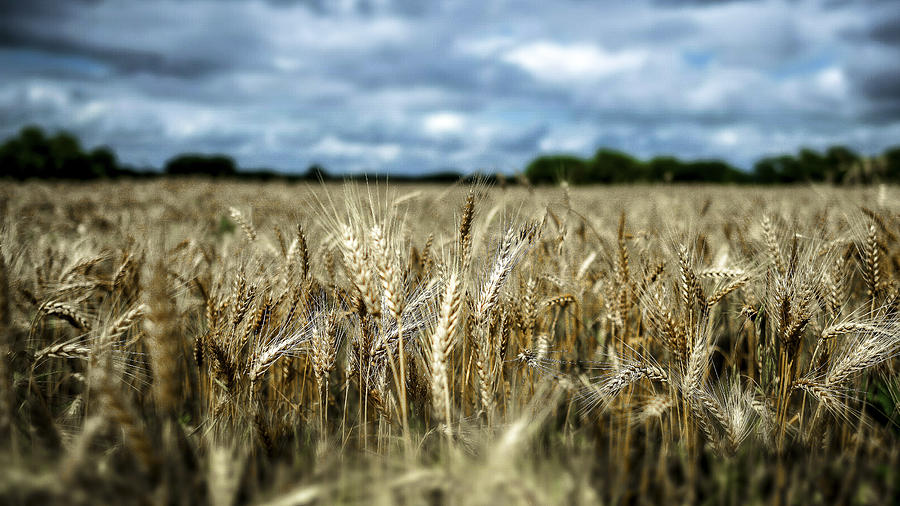 Wheat Photograph by Garett Gabriel