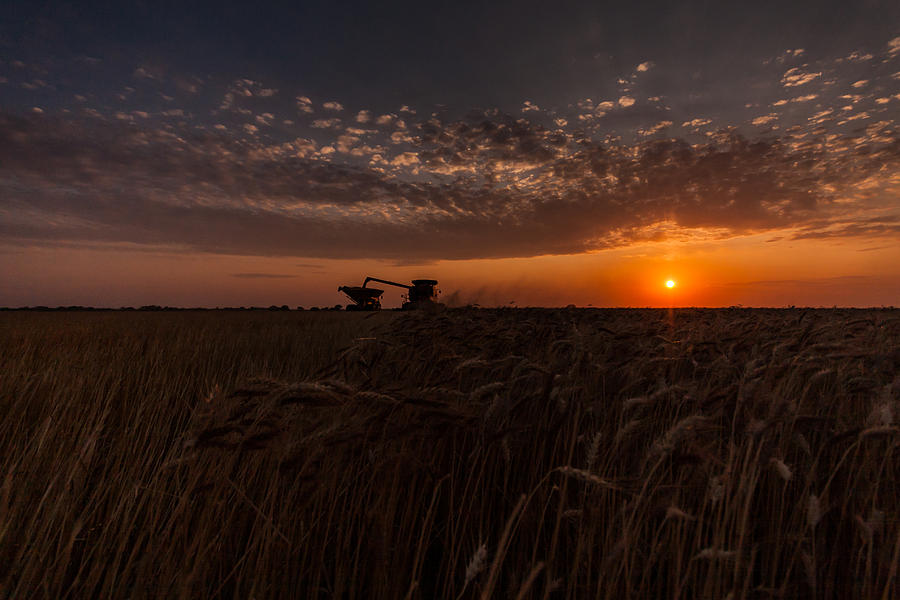 Wheat Harvest Photograph by Jay Stockhaus