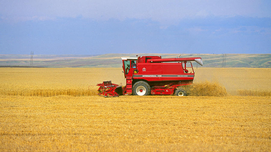 Wheat Harvest, Montana Photograph by Buddy Mays Fine Art America