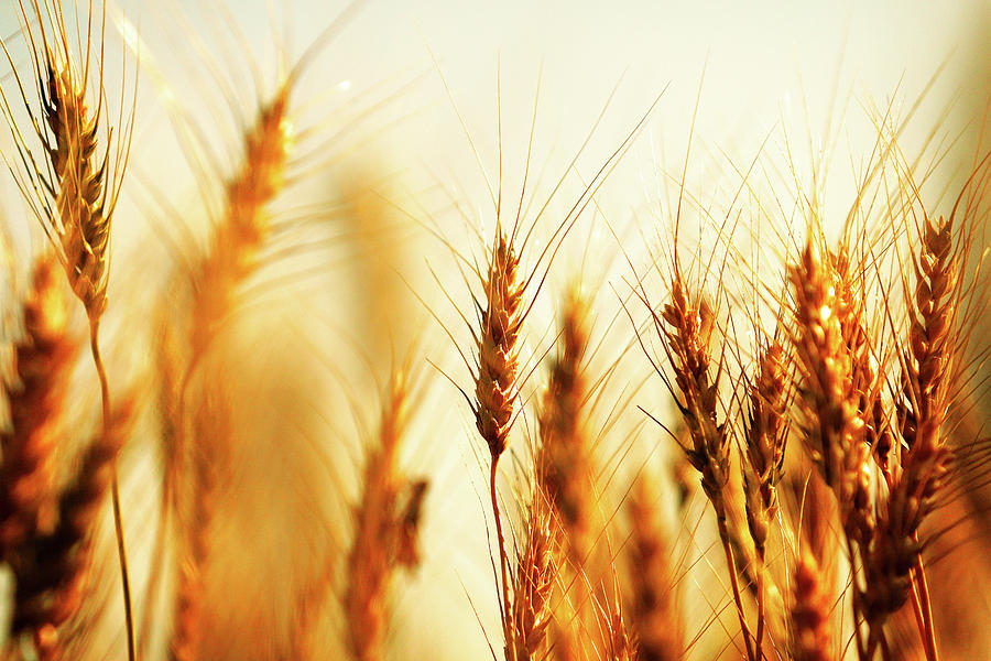 Wheat Heads Photograph by Todd Klassy