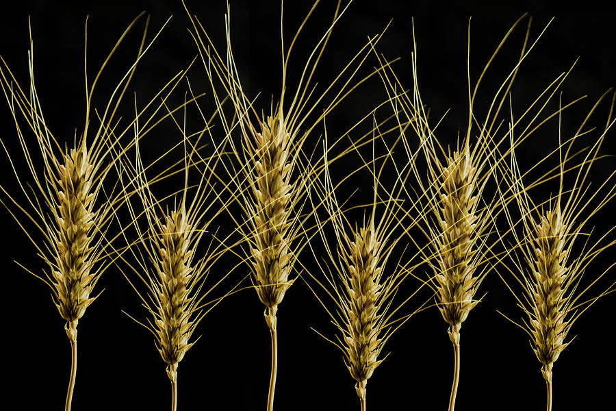 Wheat in a Row Photograph by Wolfgang Stocker