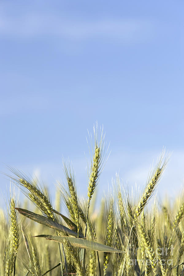 Wheat Photograph by Inga Spence