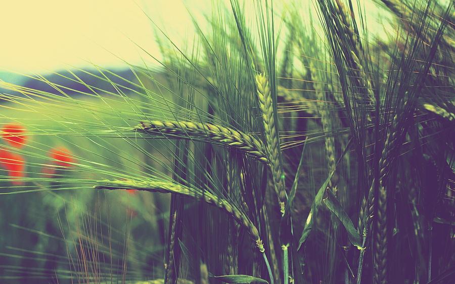Pattern Photograph - Wheat by Jackie Russo