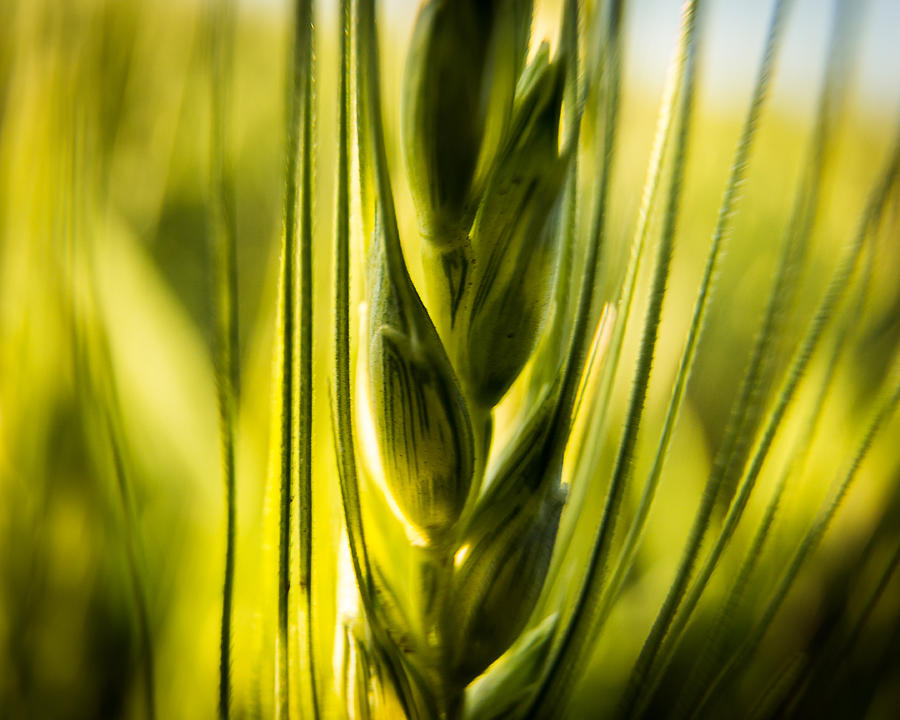 Wheat Photograph by Jay Stockhaus