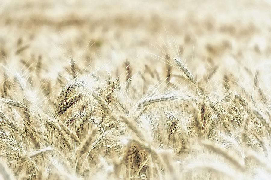 Wheat  Photograph by Jean Francois Gil