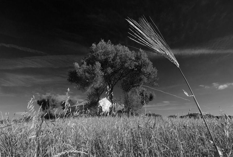 Wheat Land Black And White Photograph by Pedro Cardona Llambias