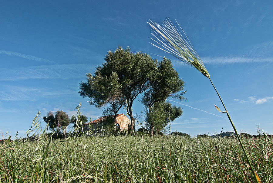 Wheat Land In Spring Time Photograph by Pedro Cardona Llambias