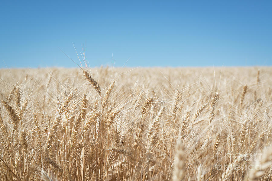 Wheat  Photograph by Michael Ver Sprill