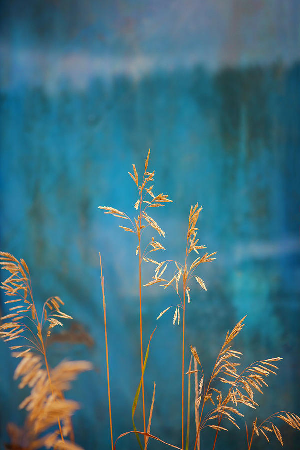 Wheat on Blue 1 Photograph by Marilyn Hunt